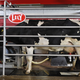 Illustration for article titled This Laser-Guided Robo-Milker Is the Future of Dairy